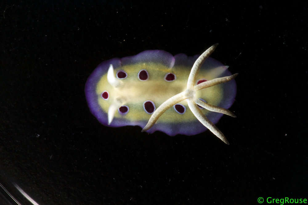 Image of <i>Chromodoris ransoni</i>