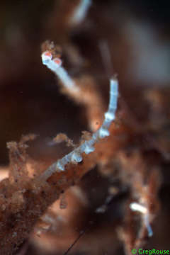 Image of calcareous tubeworms