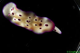 Plancia ëd Hypselodoris Stimpson 1855