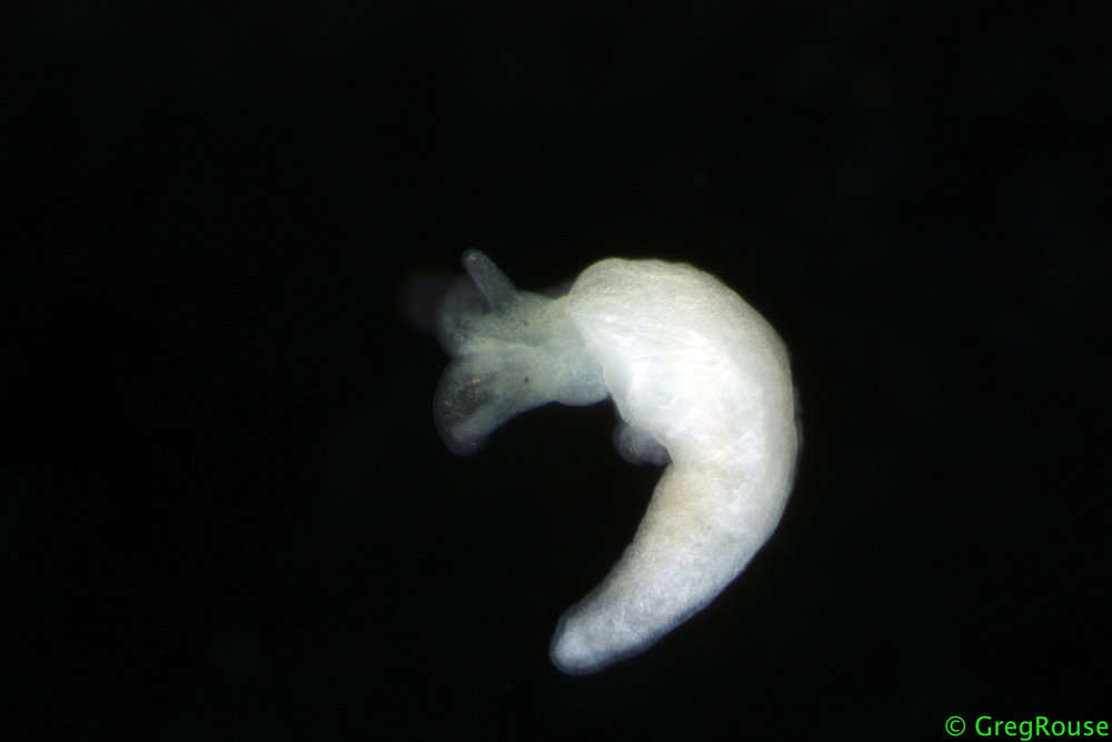 Image of Acochlidiacea