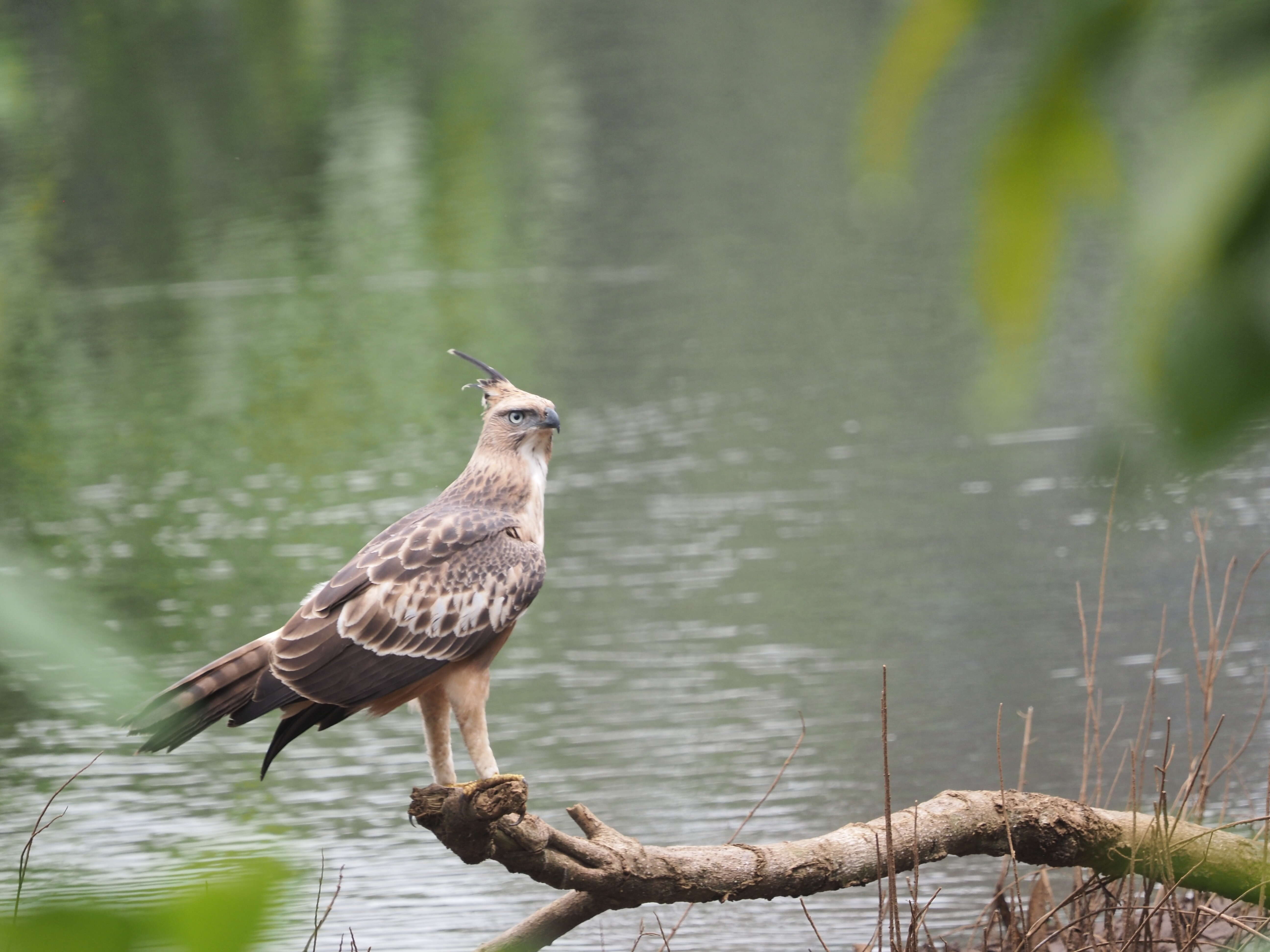 Nisaetus cirrhatus (Gmelin & JF 1788) resmi