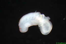 Image of Chaetopteridae