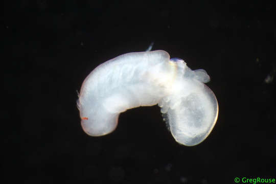 Image of Parchment Tubeworms