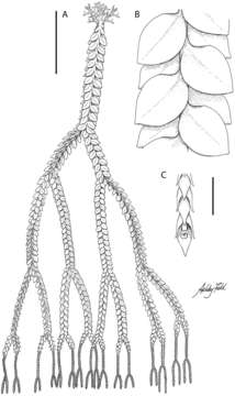 Image of Phlegmariurus vanuatuensis A. R. Field