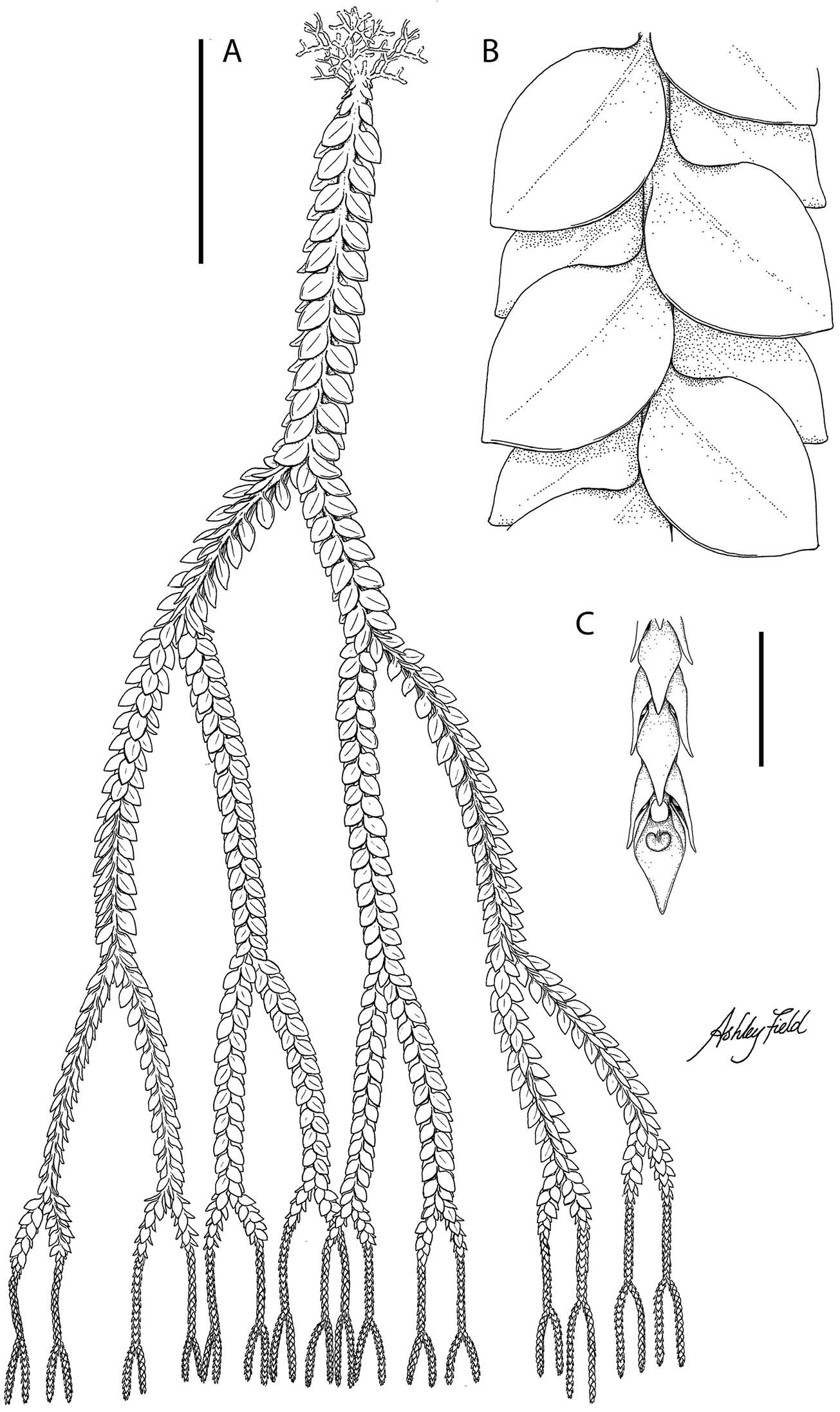 Plancia ëd Phlegmariurus vanuatuensis A. R. Field