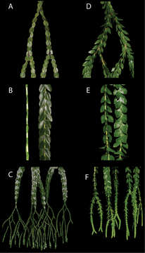 Слика од Phlegmariurus vanuatuensis A. R. Field