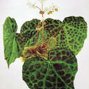 Image of Begonia rajah Ridl.
