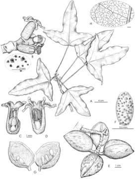Image of <i>Acropogon horarius</i> Gâteblé & Munzinger