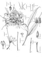 Image of <i>Hedychium viridibracteatum</i> X. Hu