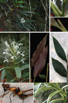 Image de <i>Hedychium viridibracteatum</i> X. Hu