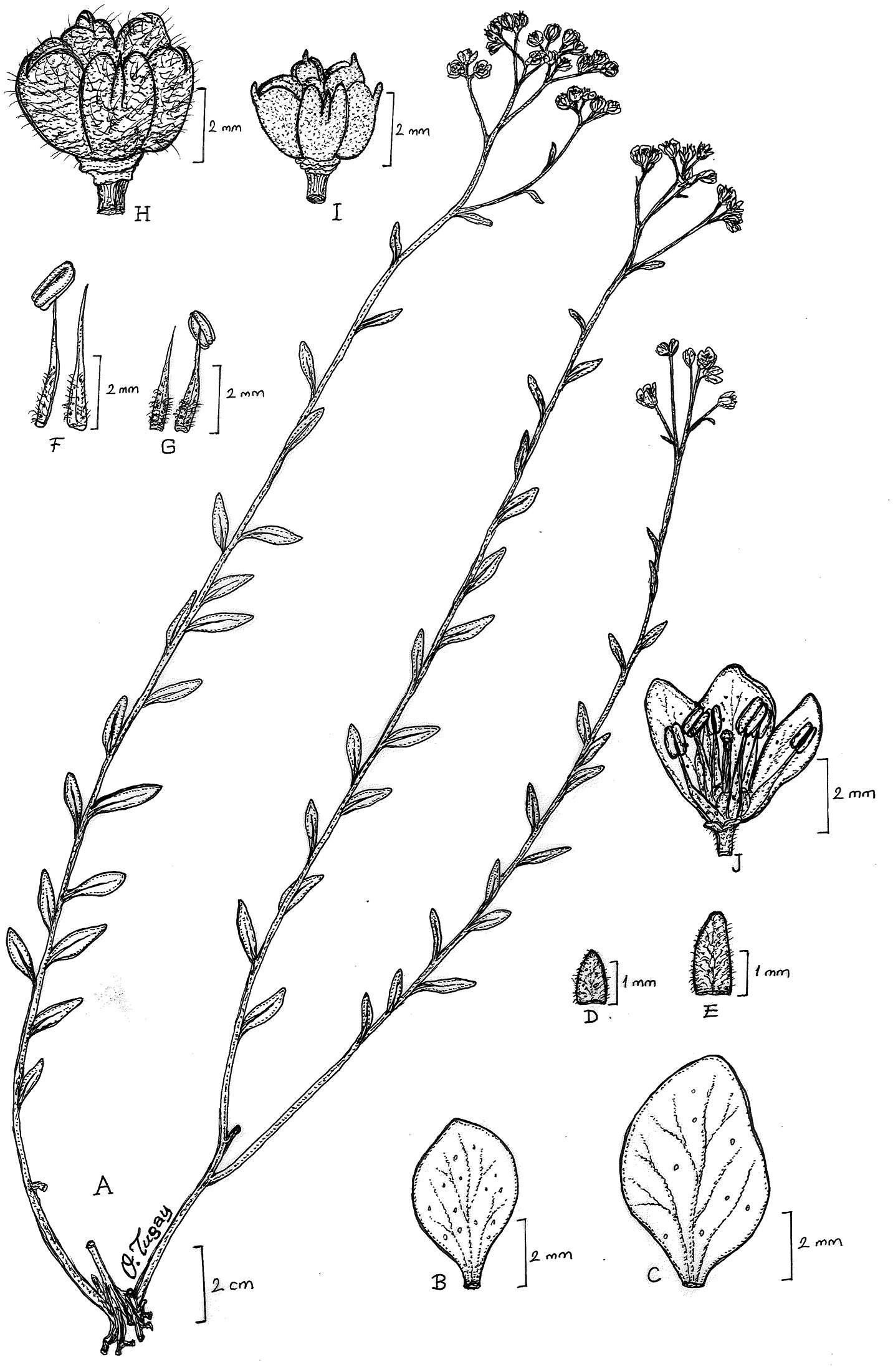Image of <i>Haplophyllum ermenekense</i> Ulukuş & Tugay