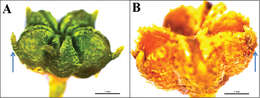 Image of <i>Haplophyllum ermenekense</i> Ulukuş & Tugay