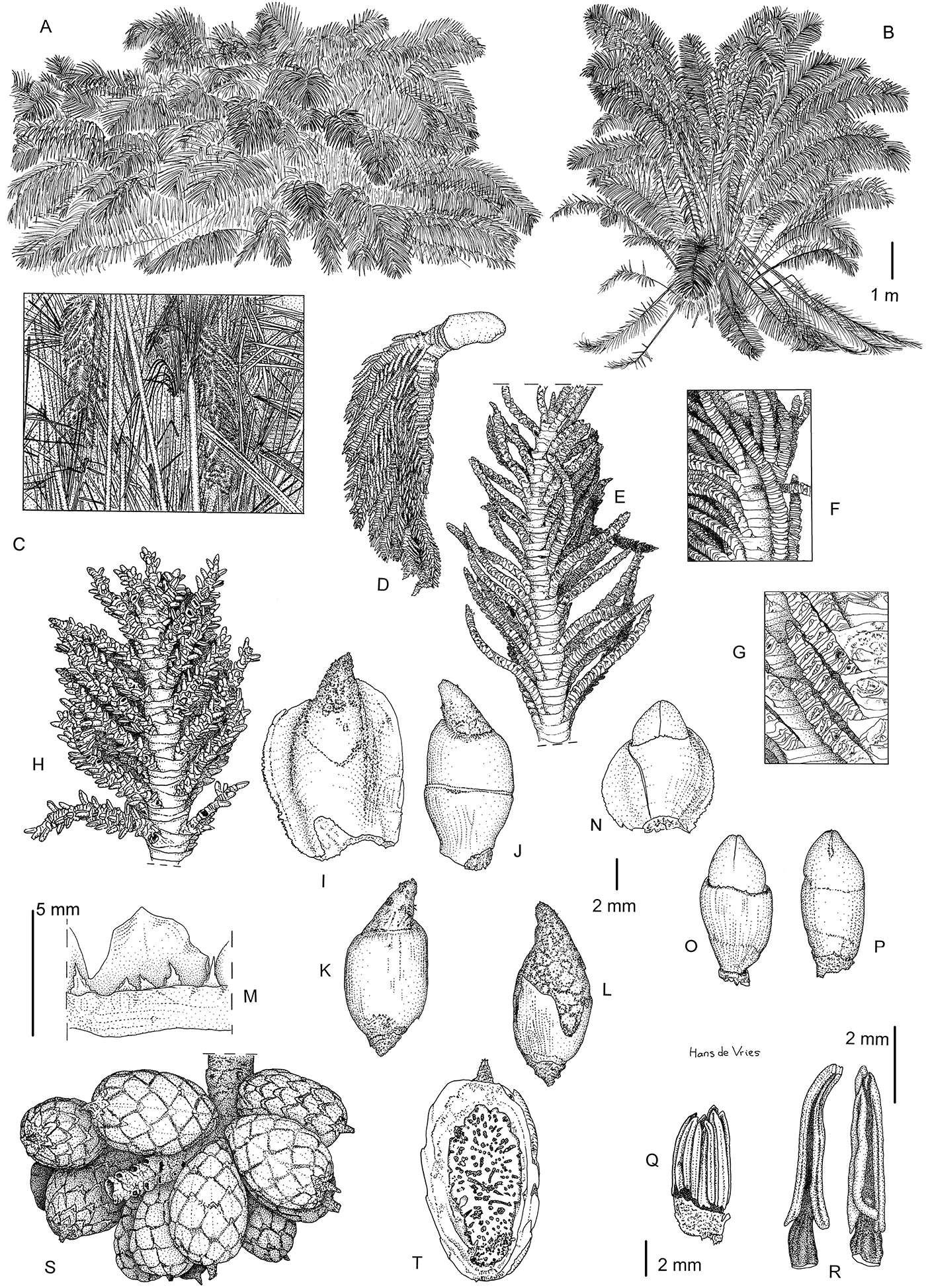 Image of <i>Raphia zamiana</i> Mogue, Sonké & Couvreur