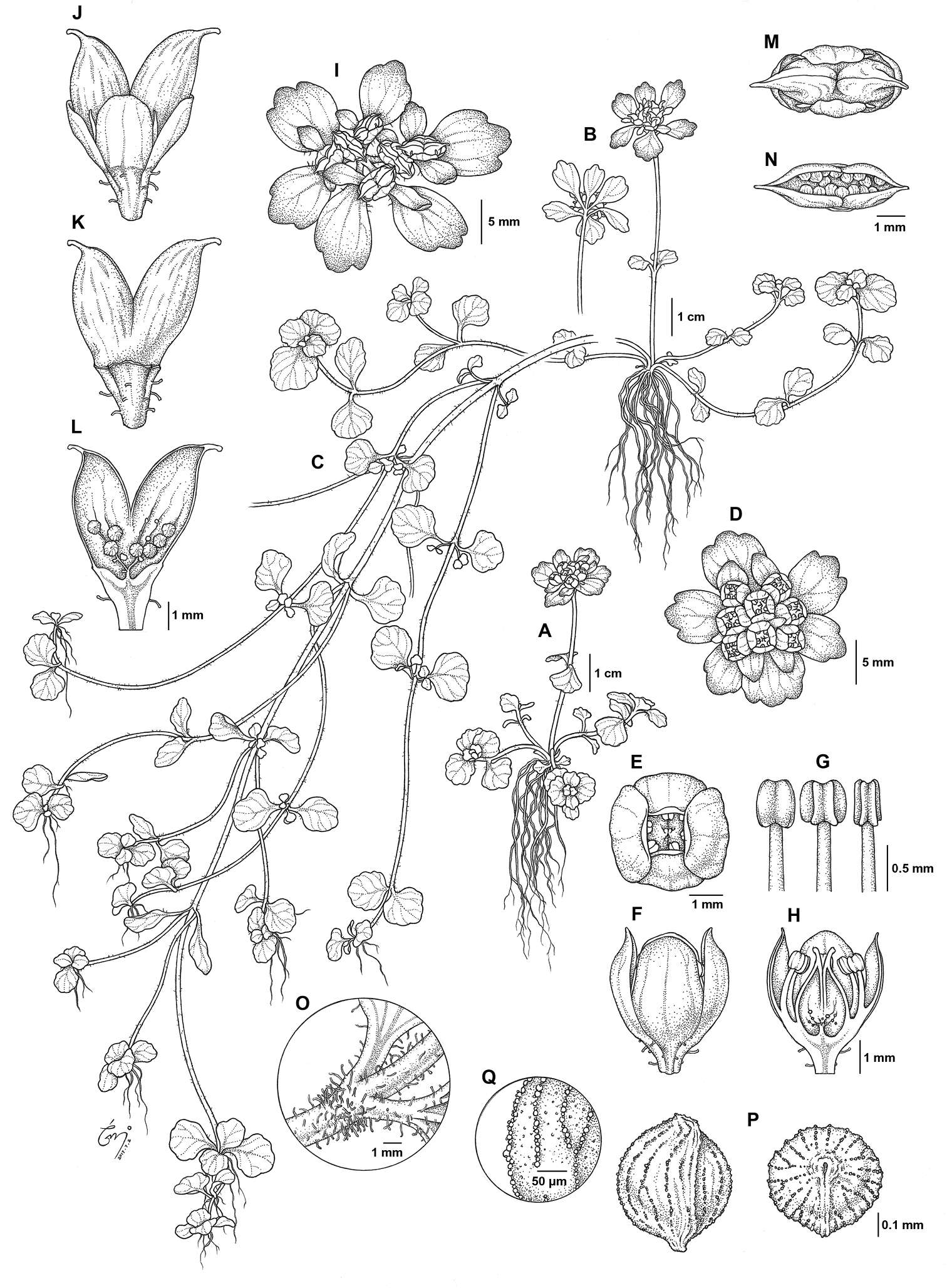 Saxifragaceae (rights holder: Yong-In Kim, Seong-Hyun Cho, Jung-Hoon Lee, Dae-Hyun Kang,  Jin Hee Park, Young-Dong Kim)