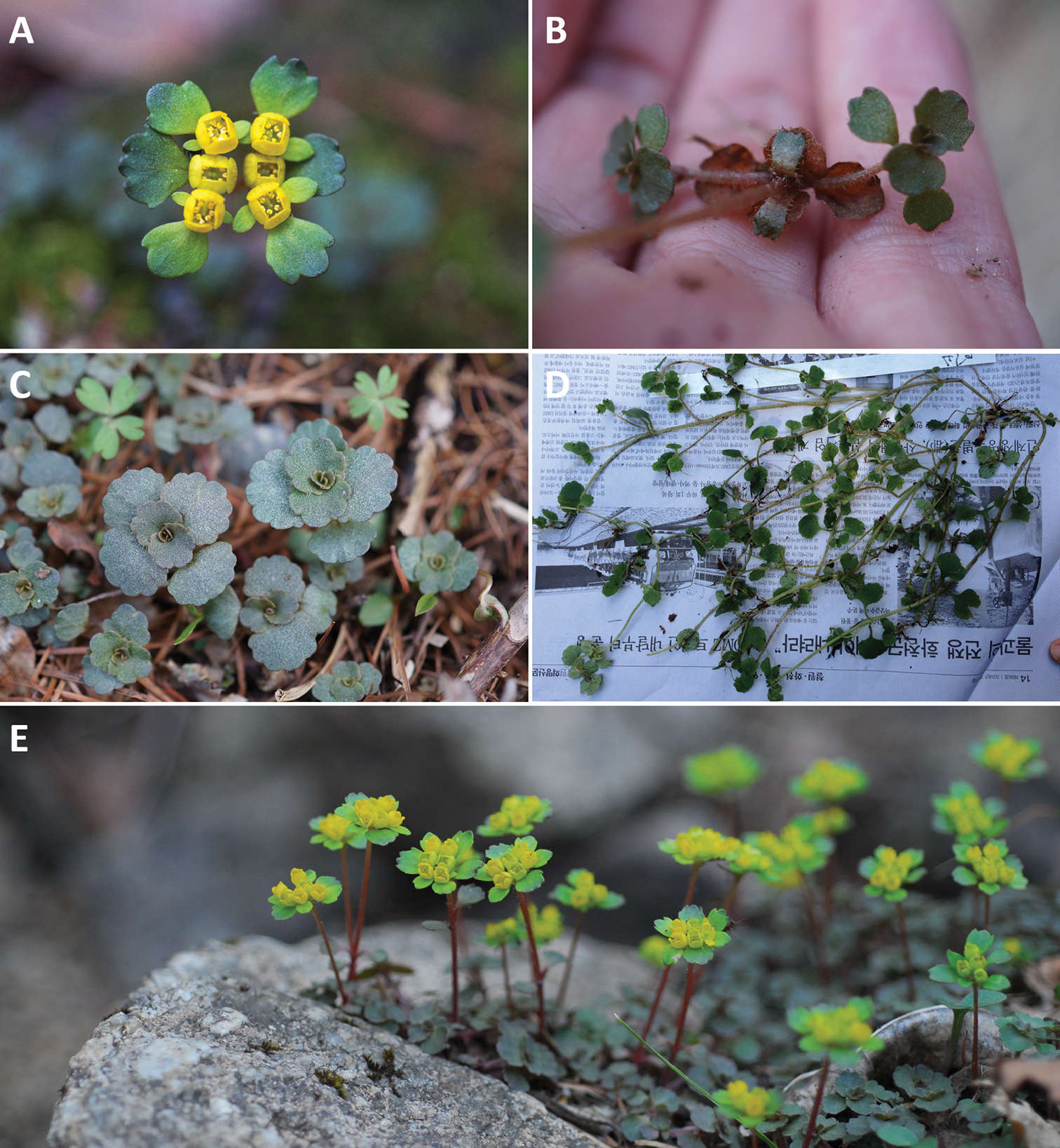 Image of <i>Chrysosplenium ramosissimum</i> Y. I. Kim & Y. D. Kim