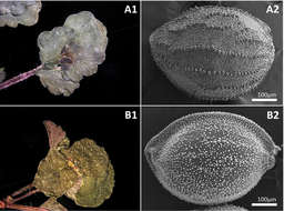 Image of <i>Chrysosplenium ramosissimum</i> Y. I. Kim & Y. D. Kim