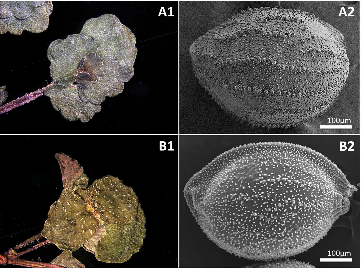 Image de <i>Chrysosplenium ramosissimum</i> Y. I. Kim & Y. D. Kim