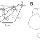 Image of <i>Chrysosplenium ramosissimum</i> Y. I. Kim & Y. D. Kim