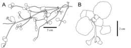 Image of <i>Chrysosplenium ramosissimum</i> Y. I. Kim & Y. D. Kim