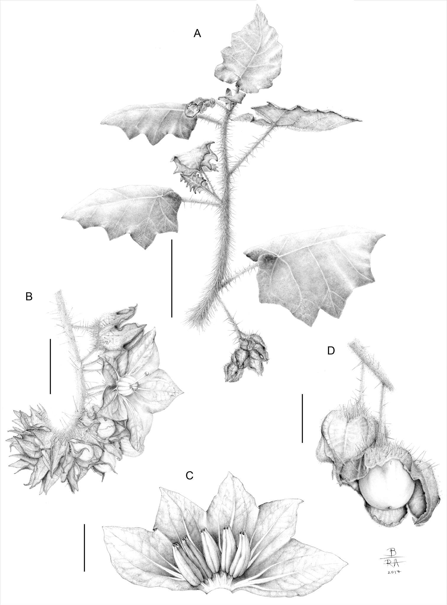 Image of <i>Solanum kollastrum</i> Gouvêa & Giacomin