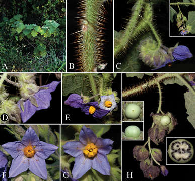 Image of <i>Solanum kollastrum</i> Gouvêa & Giacomin