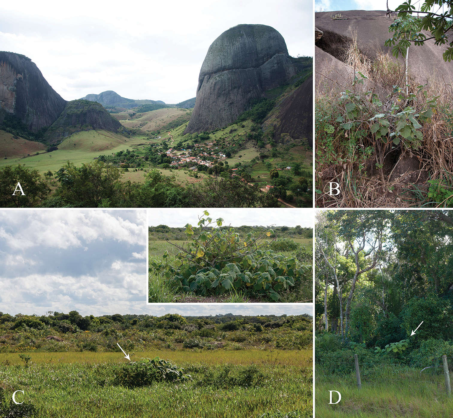 Image of <i>Solanum kollastrum</i> Gouvêa & Giacomin