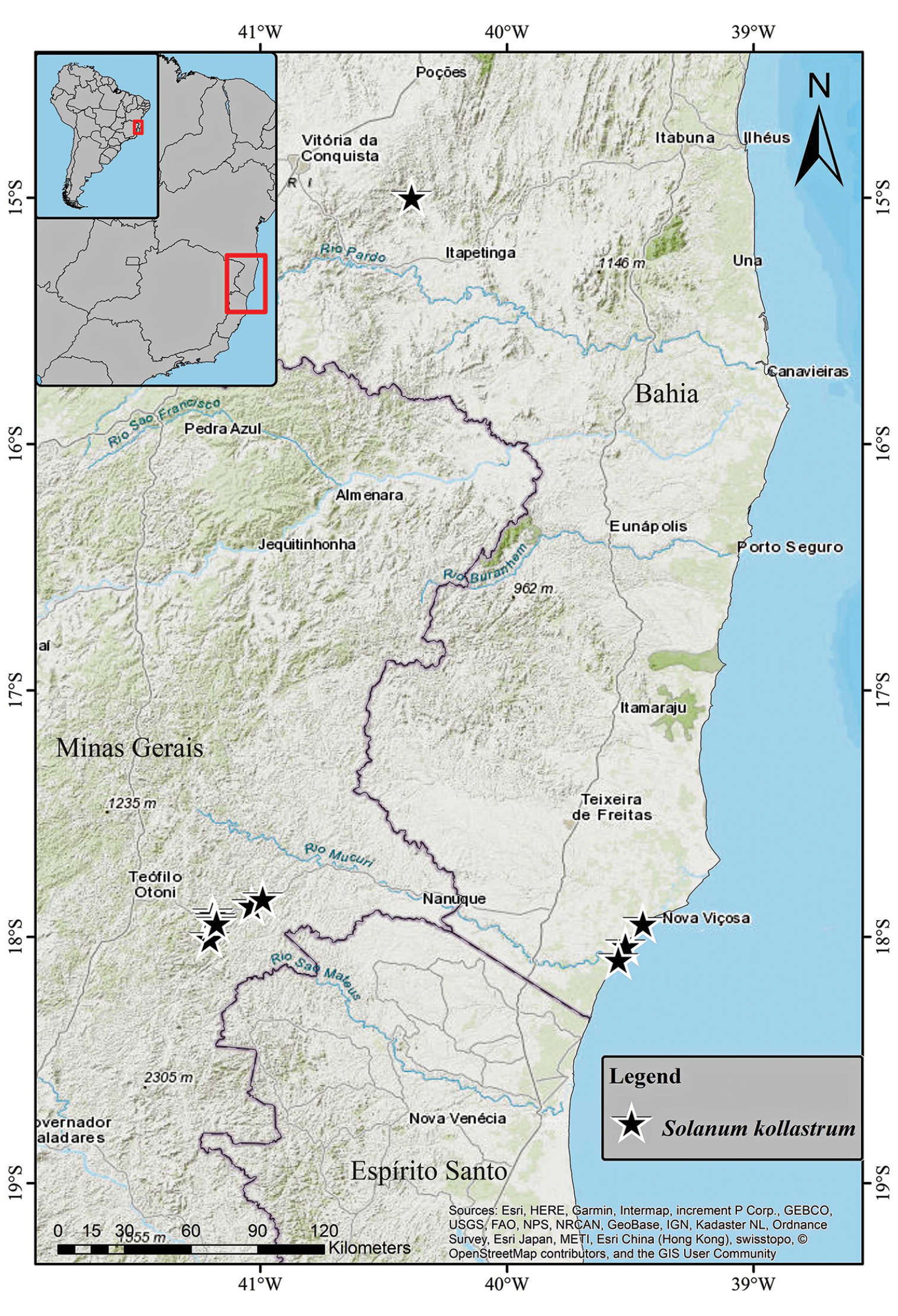 Image of <i>Solanum kollastrum</i> Gouvêa & Giacomin