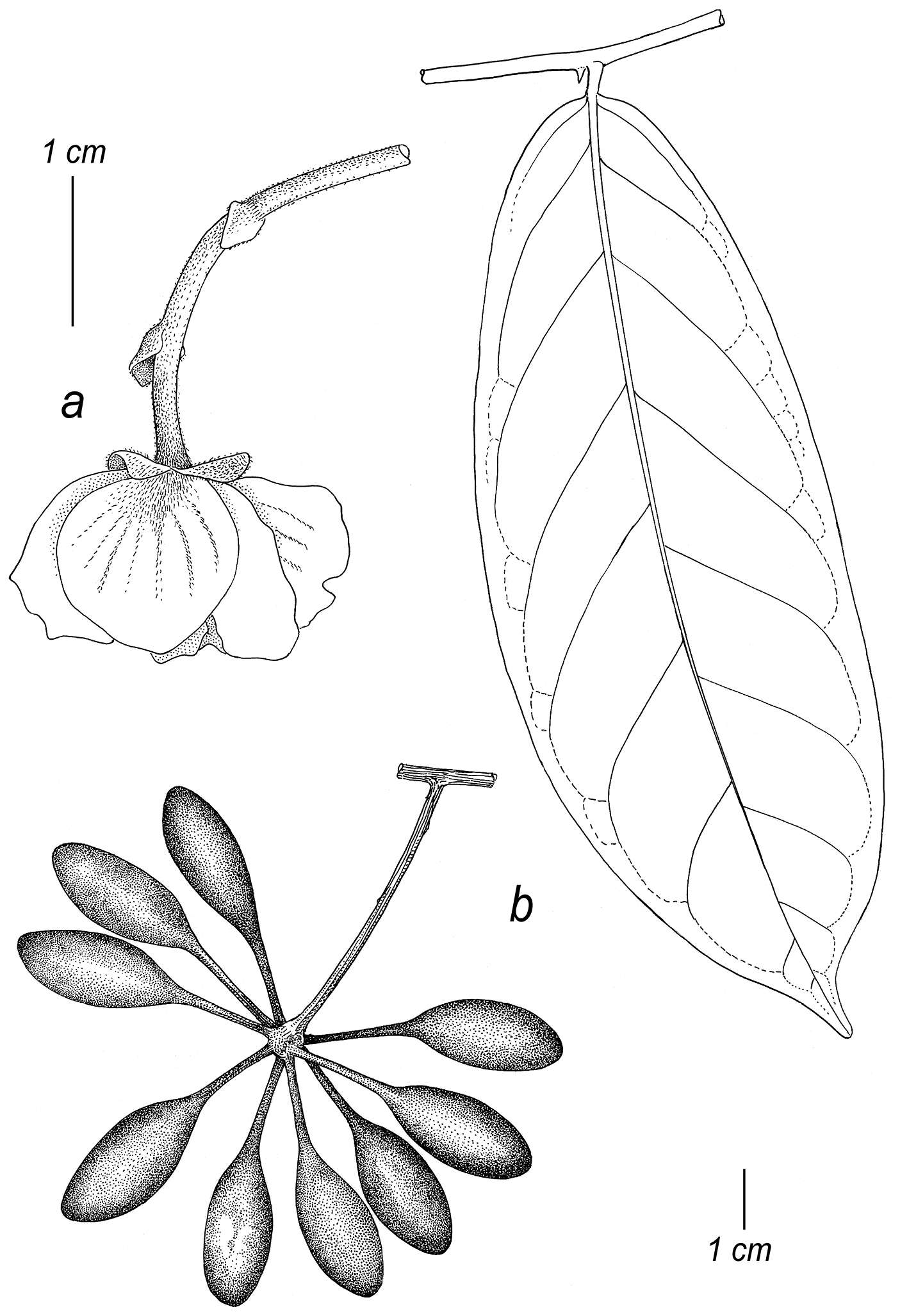 Слика од Cremastosperma dolichocarpum Pirie