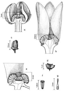 Image of Cremastosperma gracilipes R. E. Fr.