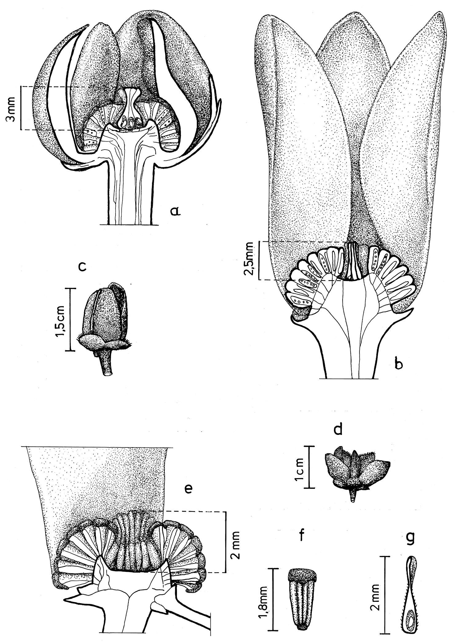 Image of Cremastosperma gracilipes R. E. Fr.