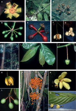 Слика од Cremastosperma leiophyllum (Diels) R. E. Fr.