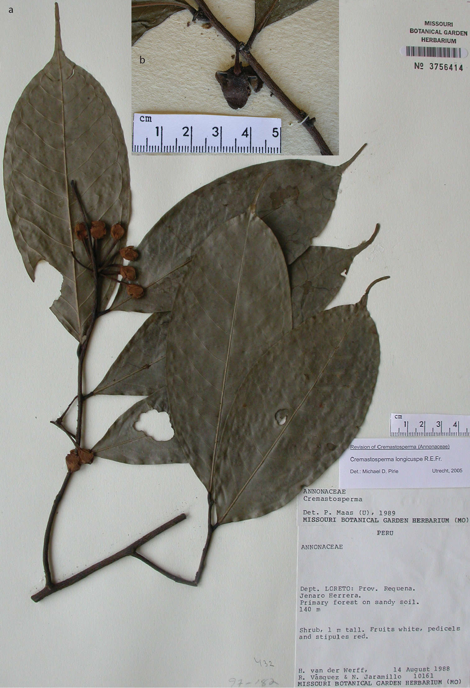 Cremastosperma longicuspe R. E. Fr.的圖片