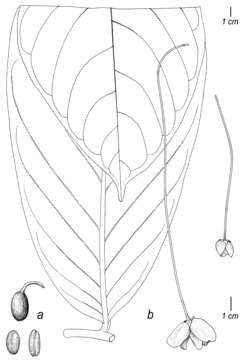 Image of Cremastosperma longipes Pirie