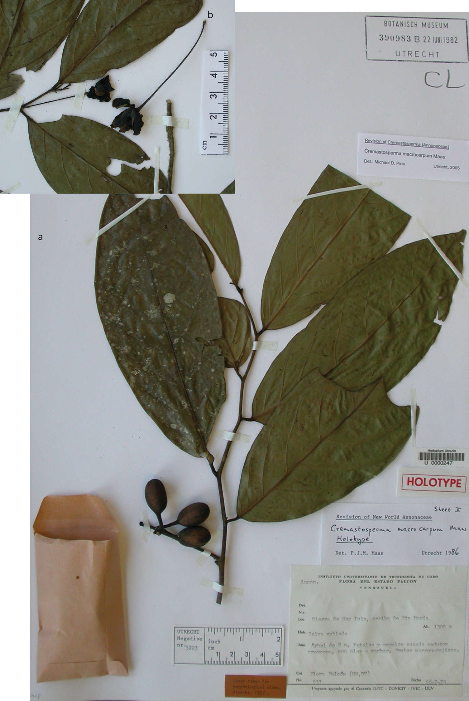 Image of <i>Cremastosperma macrocarpum</i>