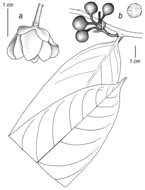 Image of <i>Cremastosperma magdalenae</i>