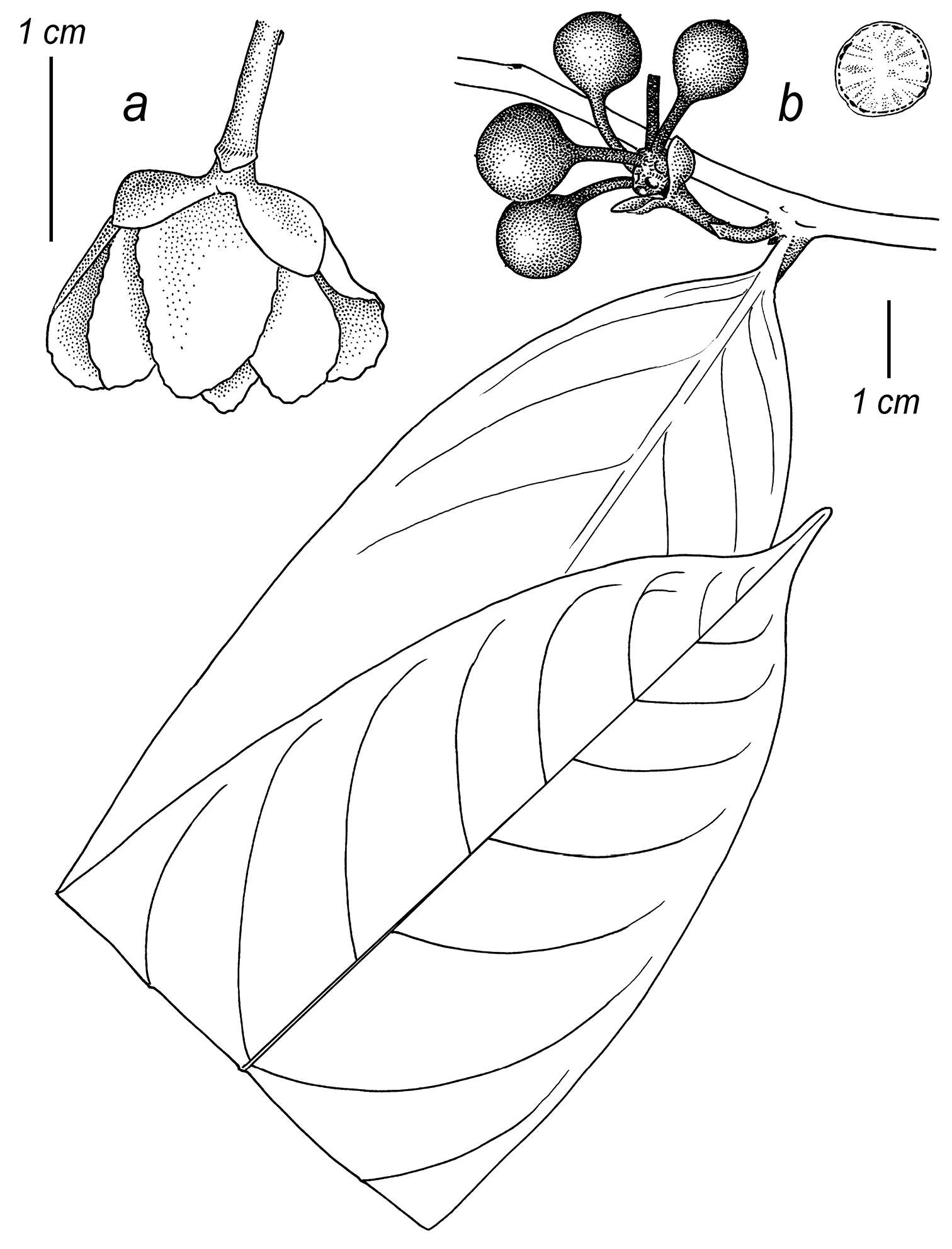 Cremastosperma magdalenae Pirie的圖片
