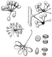 Cremastosperma megalophyllum R. E. Fr.的圖片