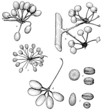 Image of Cremastosperma megalophyllum R. E. Fr.