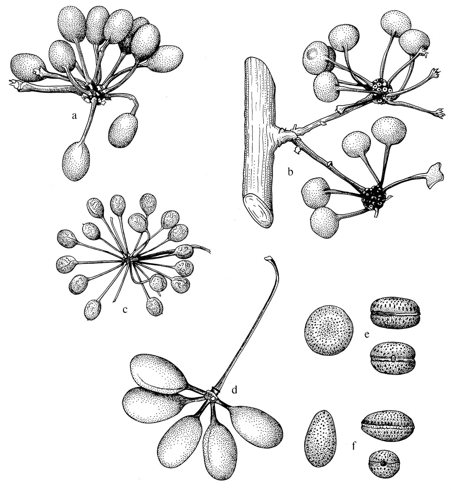 Cremastosperma megalophyllum R. E. Fr.的圖片