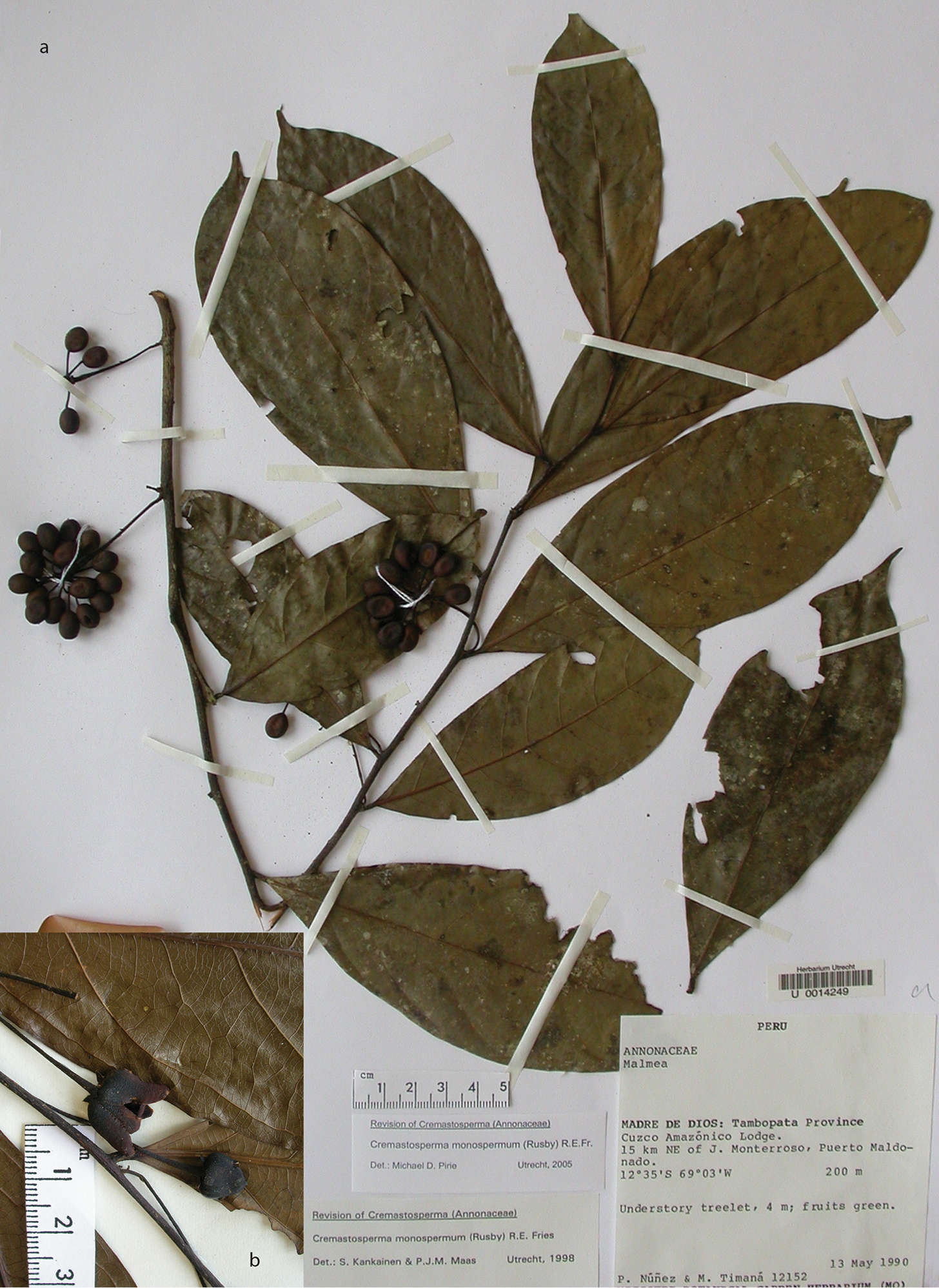 Image of Cremastosperma monospermum (Rusby) R. E. Fr.