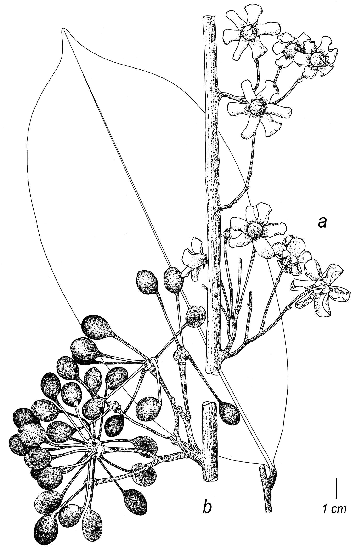Image of Cremastosperma napoense Pirie