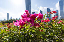 Слика од Bougainvillea