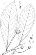 Image of Cremastosperma pedunculatum (Diels) R. E. Fr.