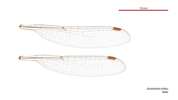 Image of Austrolestes aridus (Tillyard 1908)