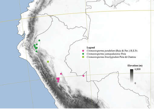 Image of Cremastosperma pendulum (Ruiz & Pav.) R. E. Fr.