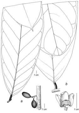 Image of Cremastosperma westrae Pirie