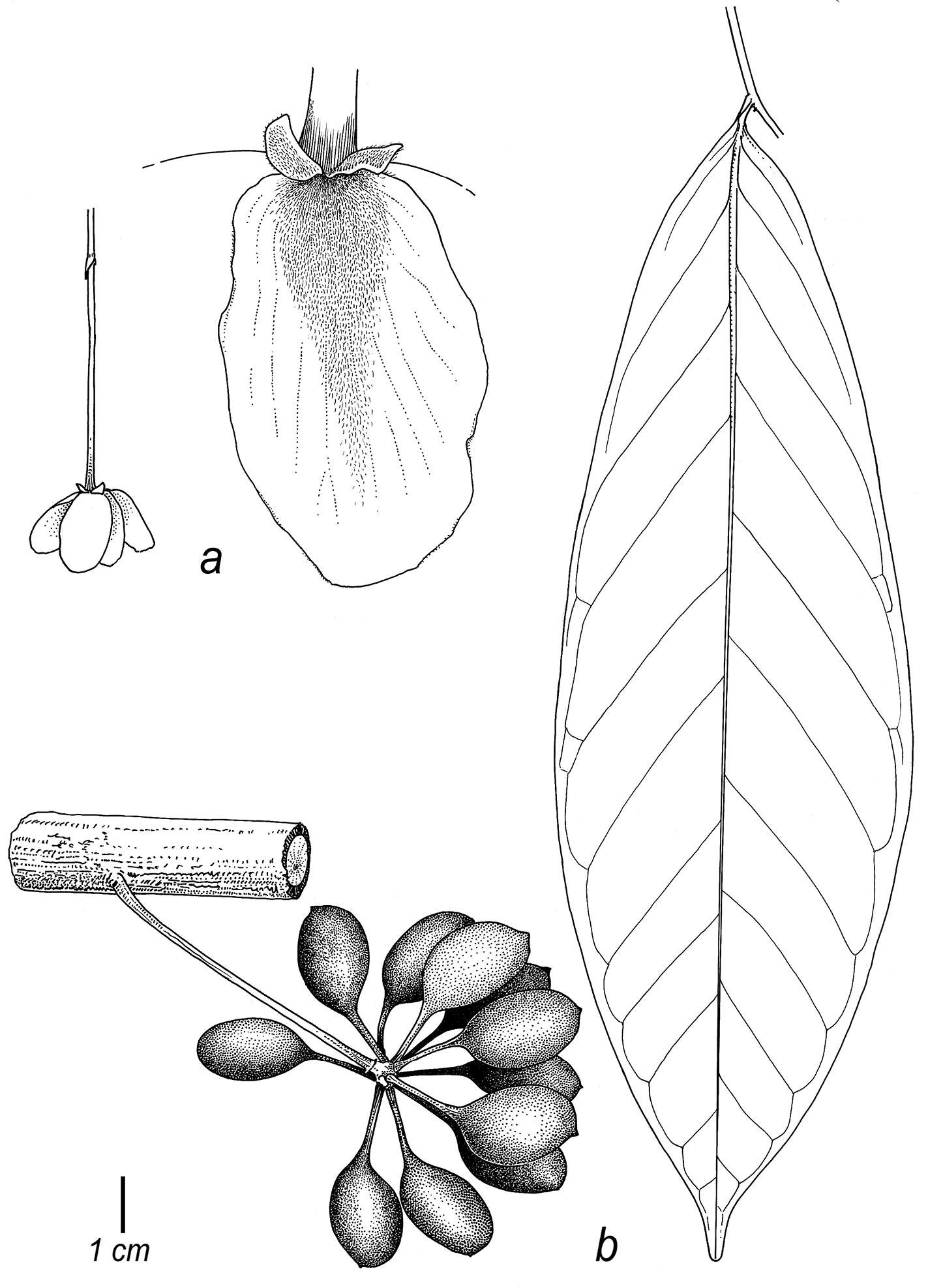 Image of Cremastosperma awaense Pirie