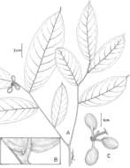 Image of Cremastosperma cenepense Pirie & Zapata