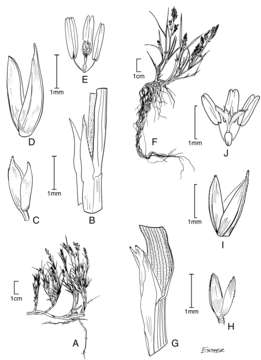 Plancia ëd Muhlenbergia fastigiata (J. Presl) Henrard
