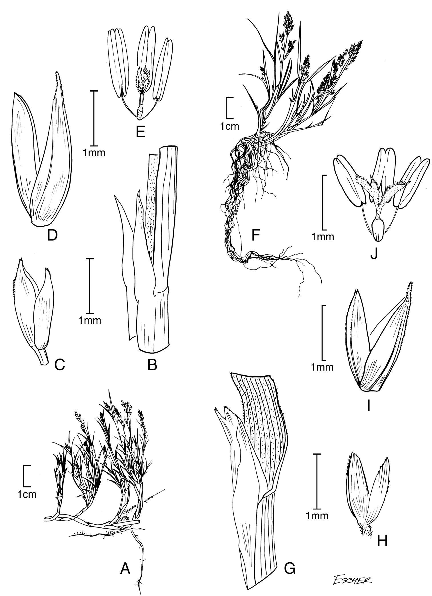 Image of Muhlenbergia fastigiata (J. Presl) Henrard